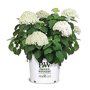 5-Gallon Proven Winners Hydrangea Incrediball Shrub $30