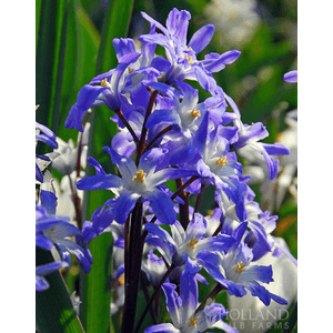 Glory of the Snow Jumbo Pack (100 Bulbs) $5 & More + Free S/H on $40+