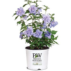 2-Gallon Proven Winners Blue Chiffon Rose of Sharon Hibiscus Syriacus Shrub $15